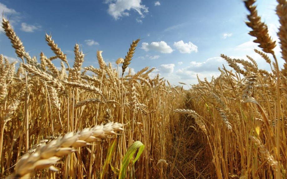 Окупанти продовжують красти українське зерно